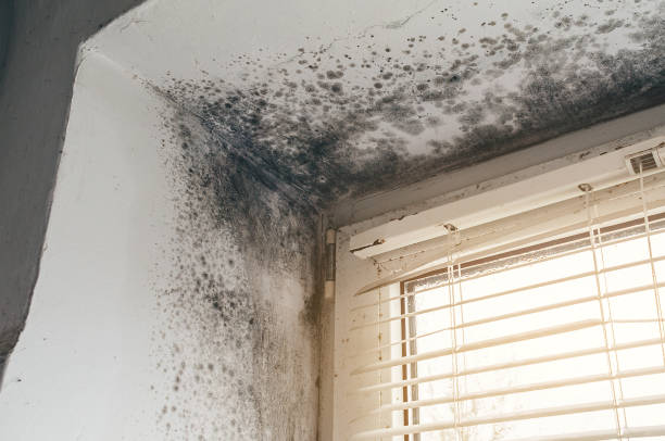 Affordable Attic Mold Removal solutions in Falkland, NC